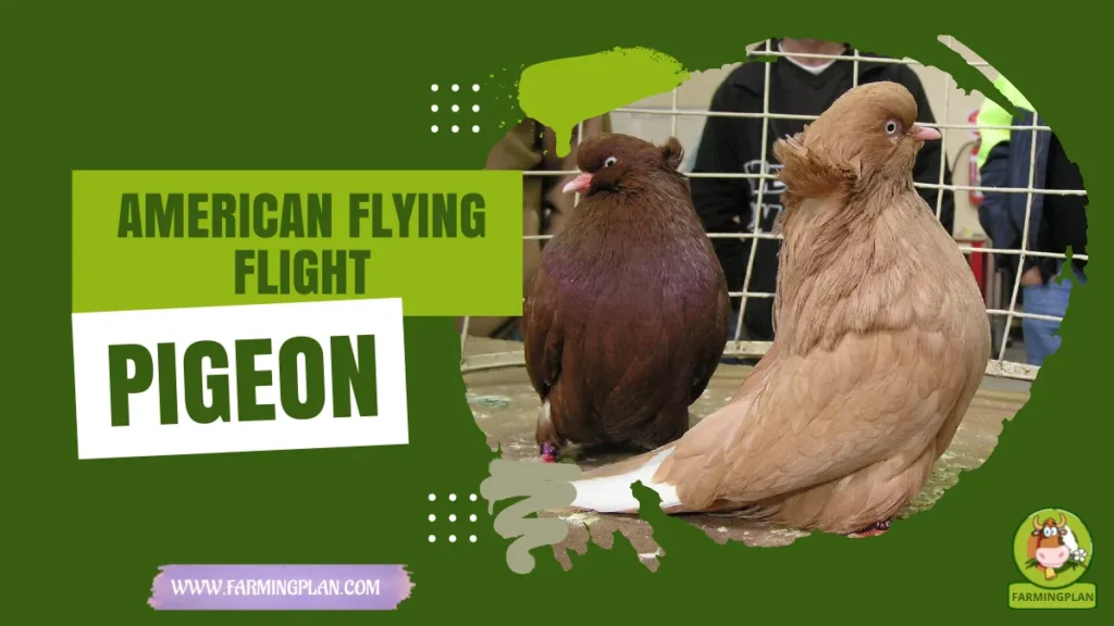 american flying flight pigeon