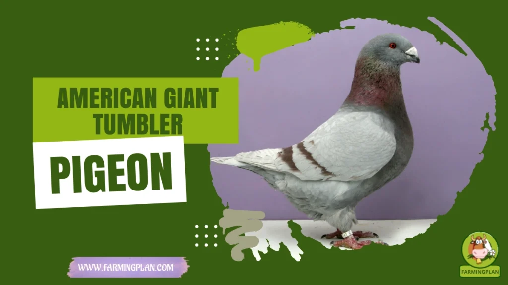 american giant tumbler pigeon