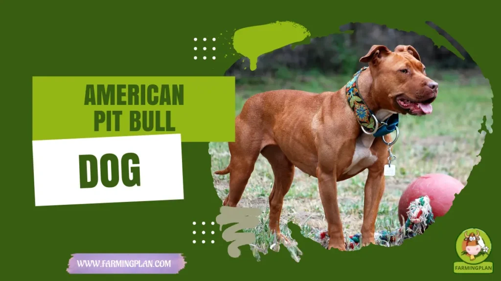 american pit bull dog