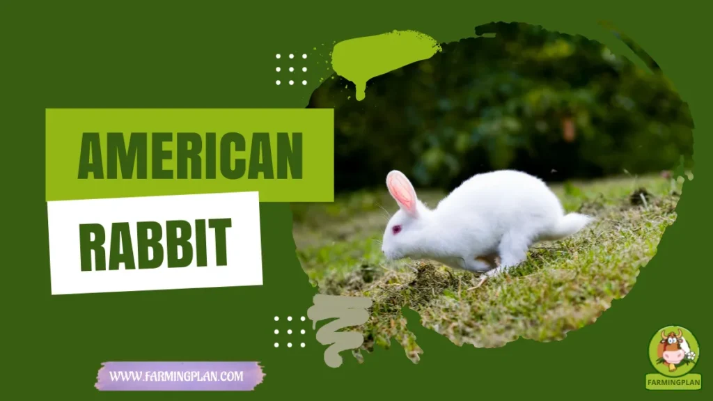 american rabbit