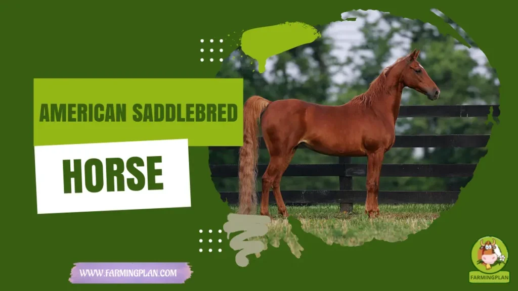 american saddlebred horse