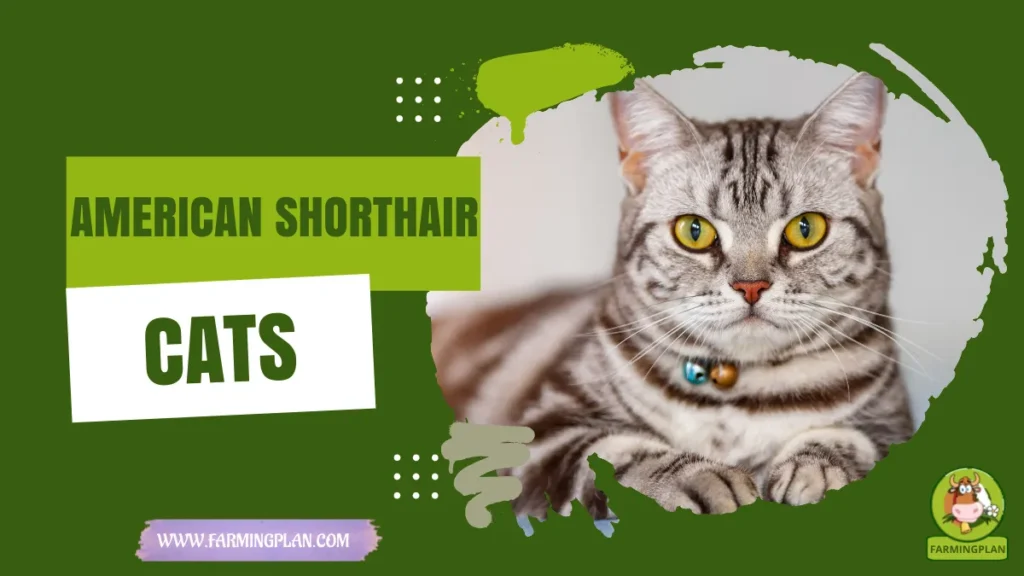 american shorthair cats