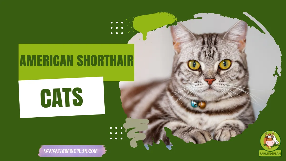 american shorthair cats