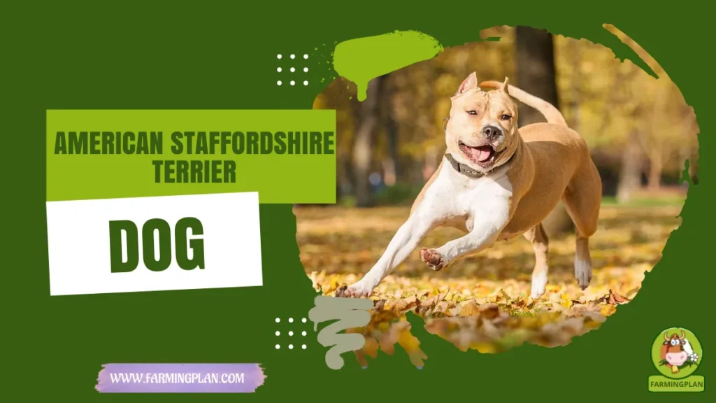 american staffordshire terrier dog