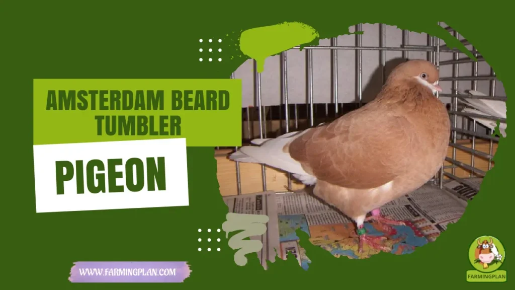 amsterdam beard tumbler pigeon