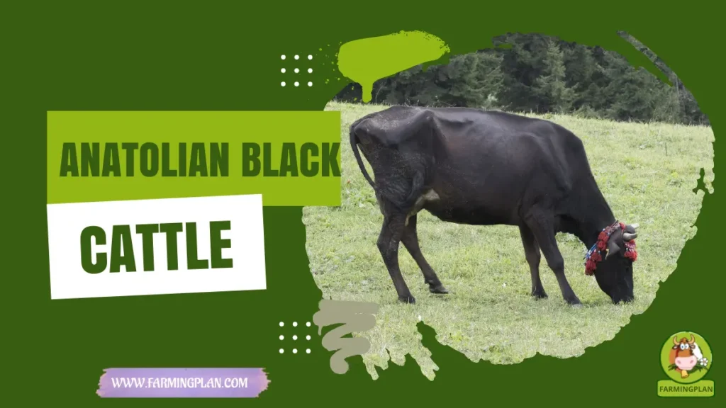 anatolian black cattle