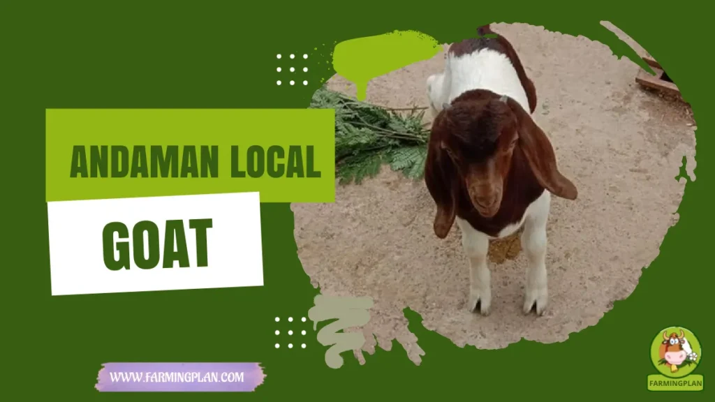 andaman local goat