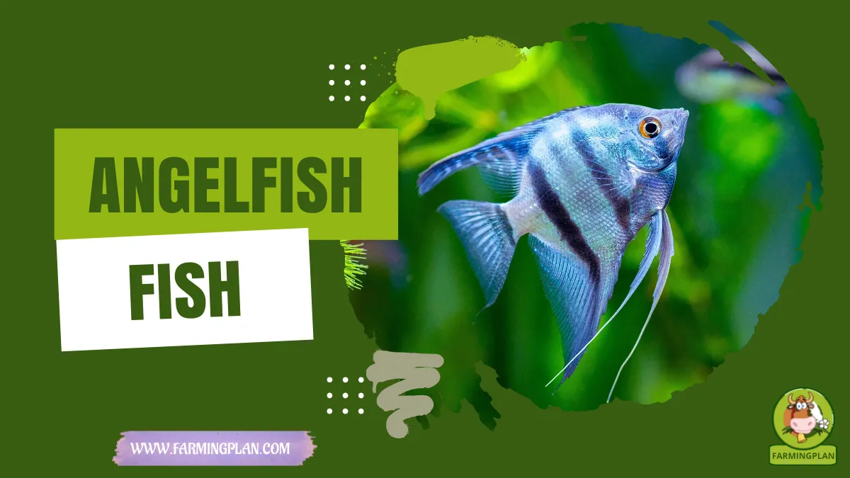 angelfish fish