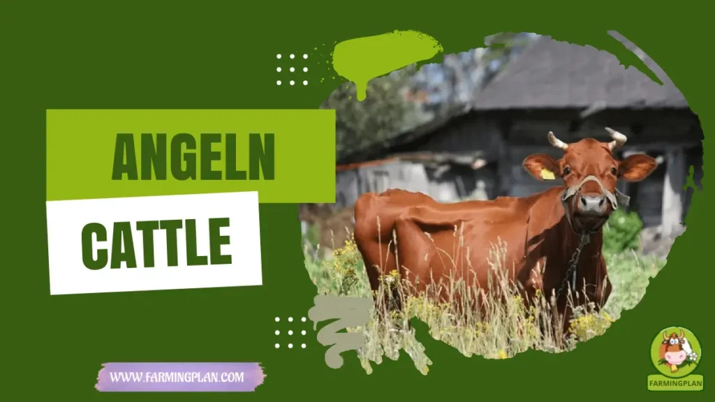 angeln cattle