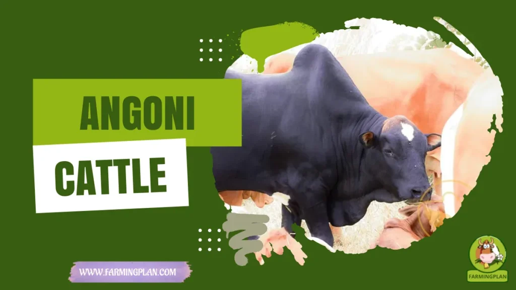 angoni cattle