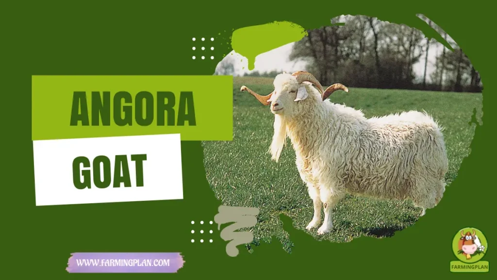 angora goat