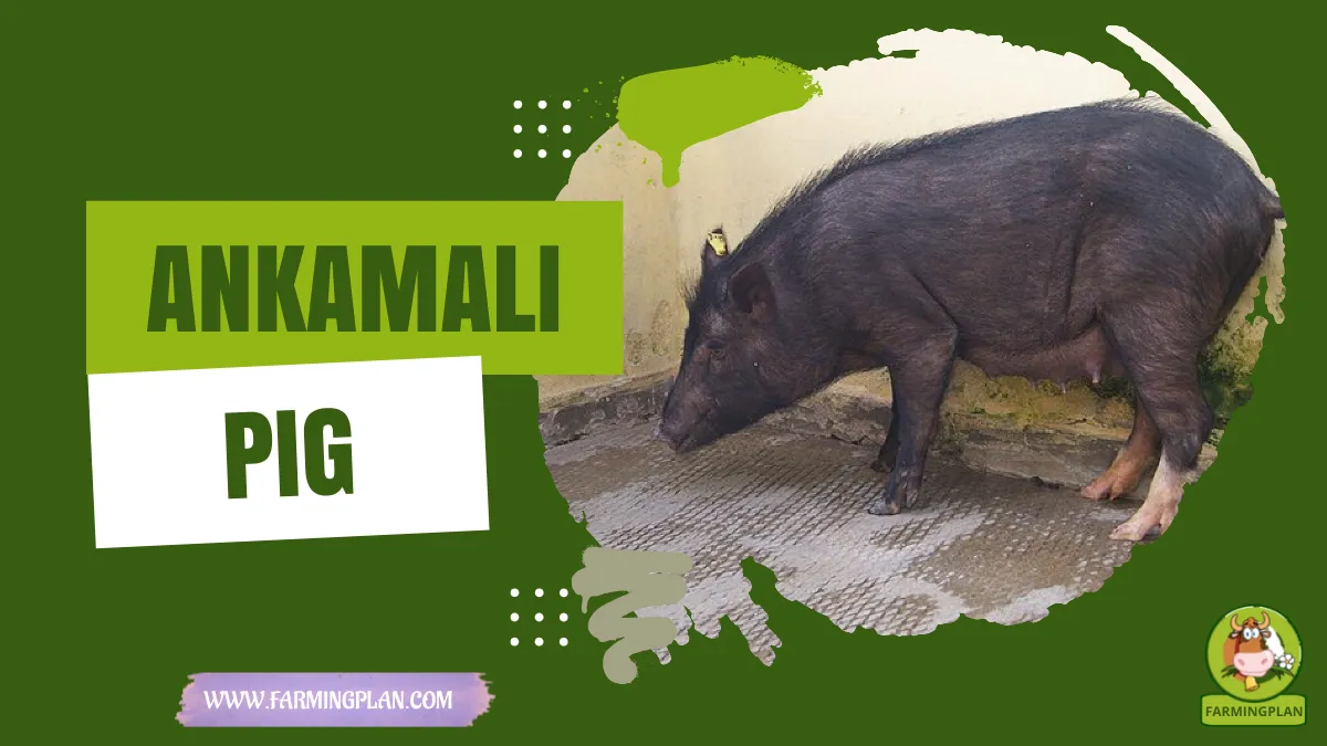 ankamali pig