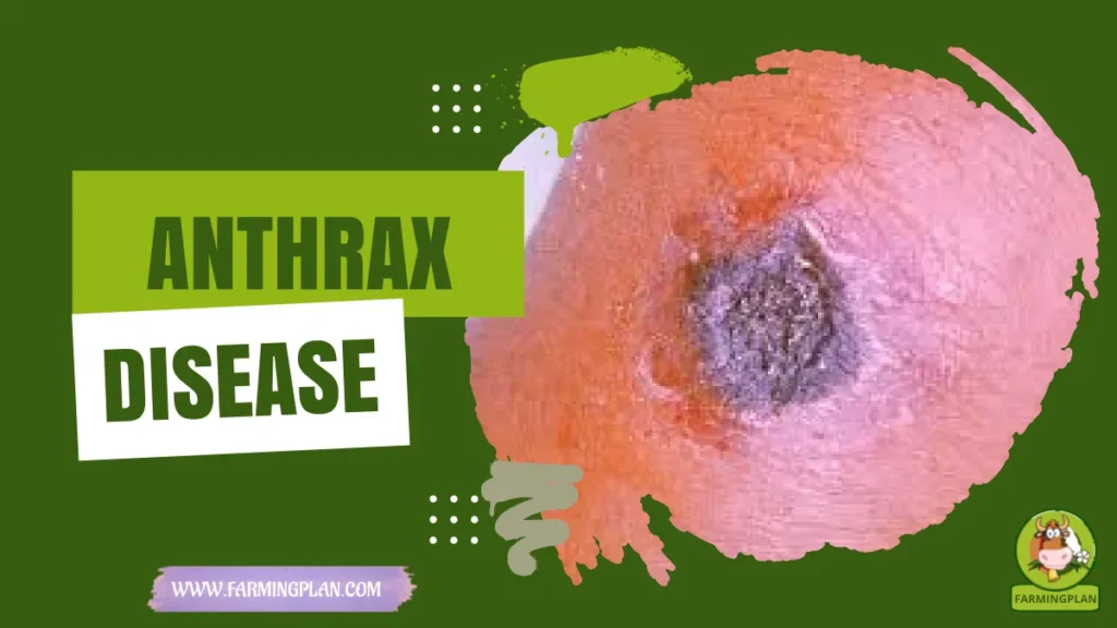 anthrax disease