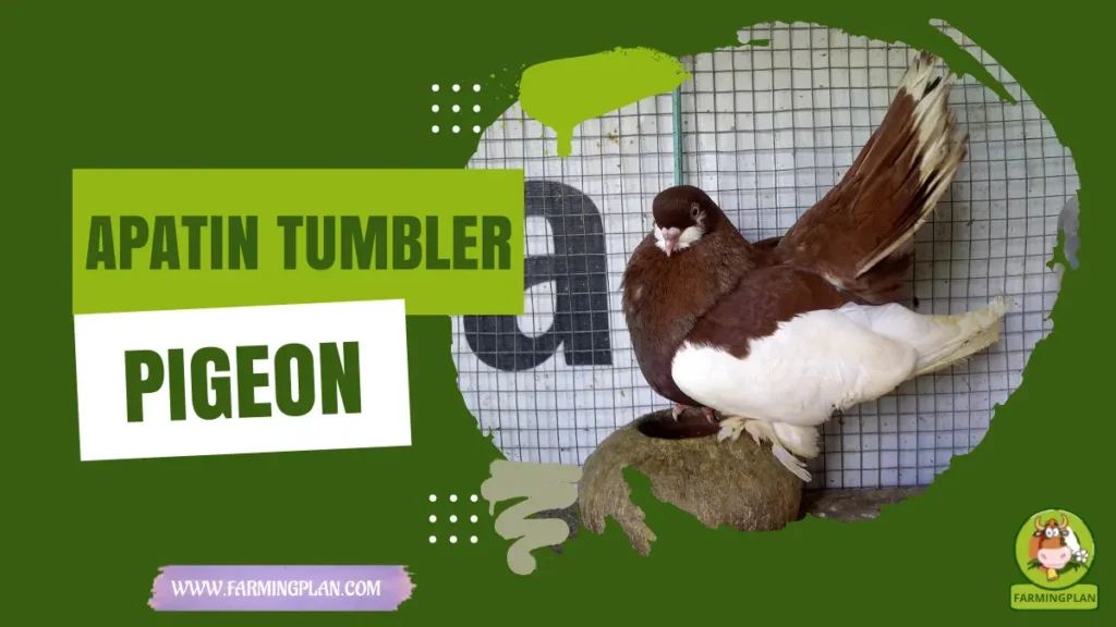 apatin tumbler pigeon