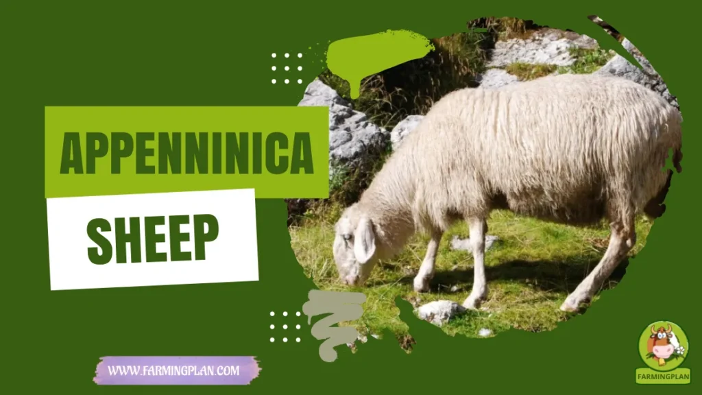 appenninica sheep