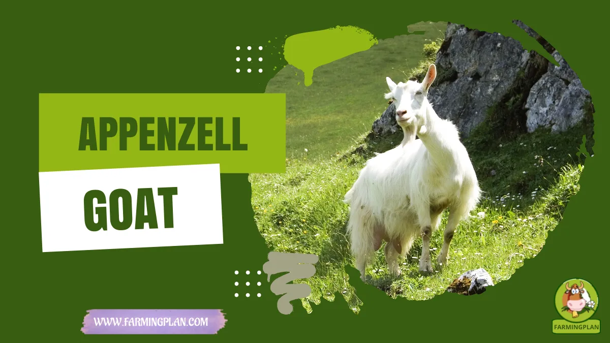 appenzell goat