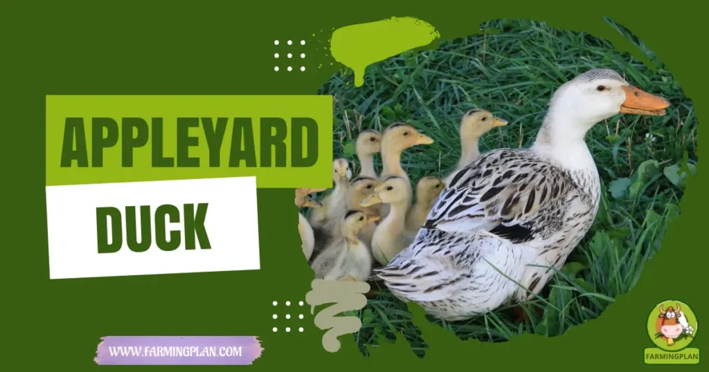 appleyard duck