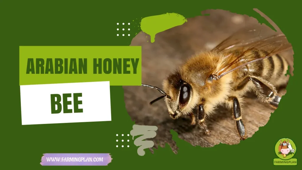 arabian honey bee