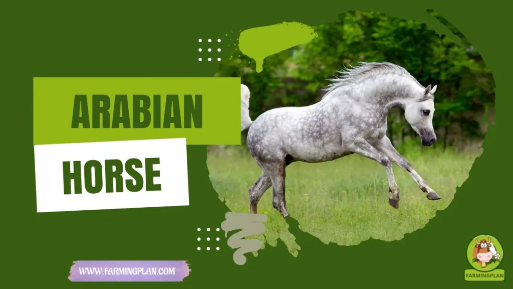 arabian horse