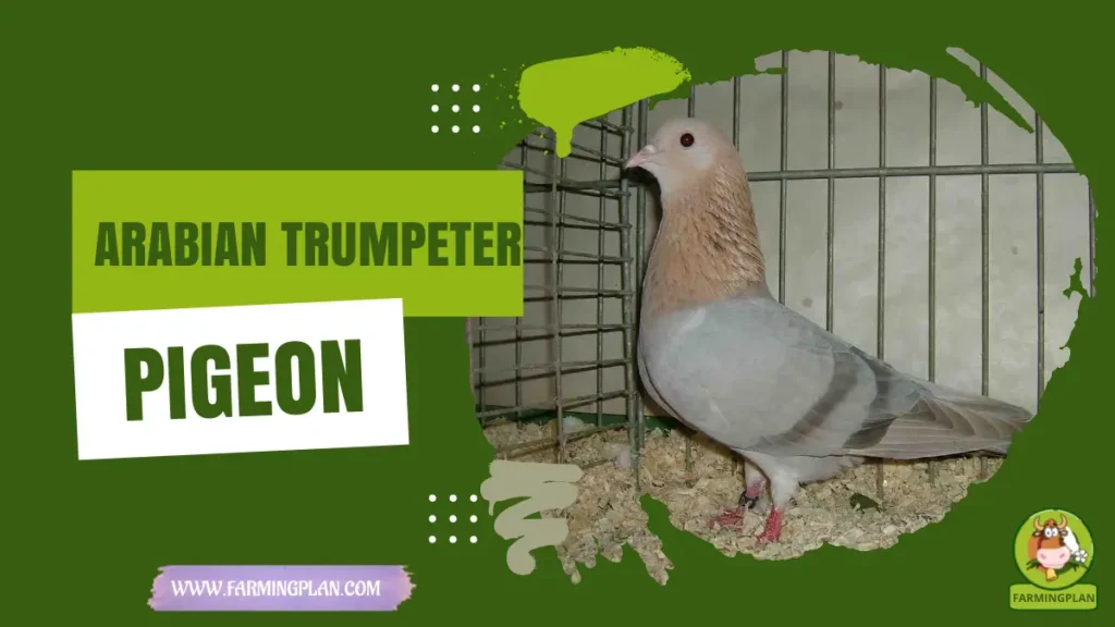 arabian trumpeter pigeon