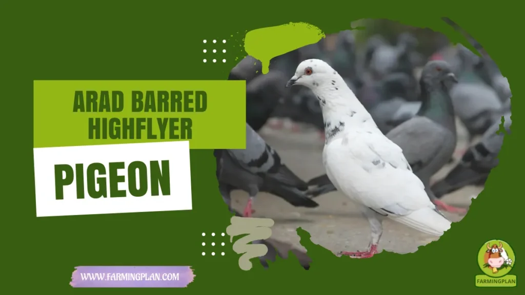 arad barred highflyer pigeon