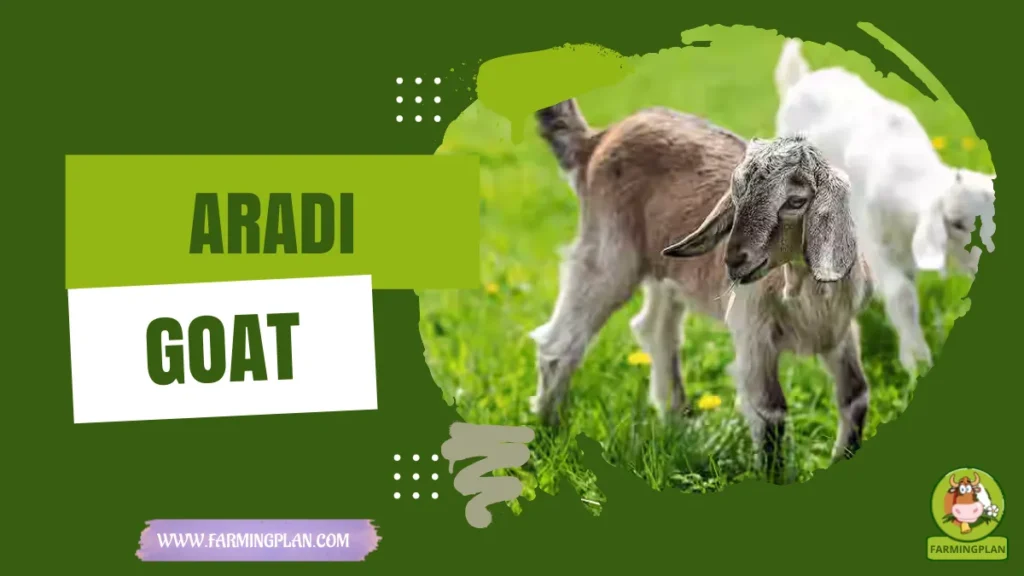 aradi goat