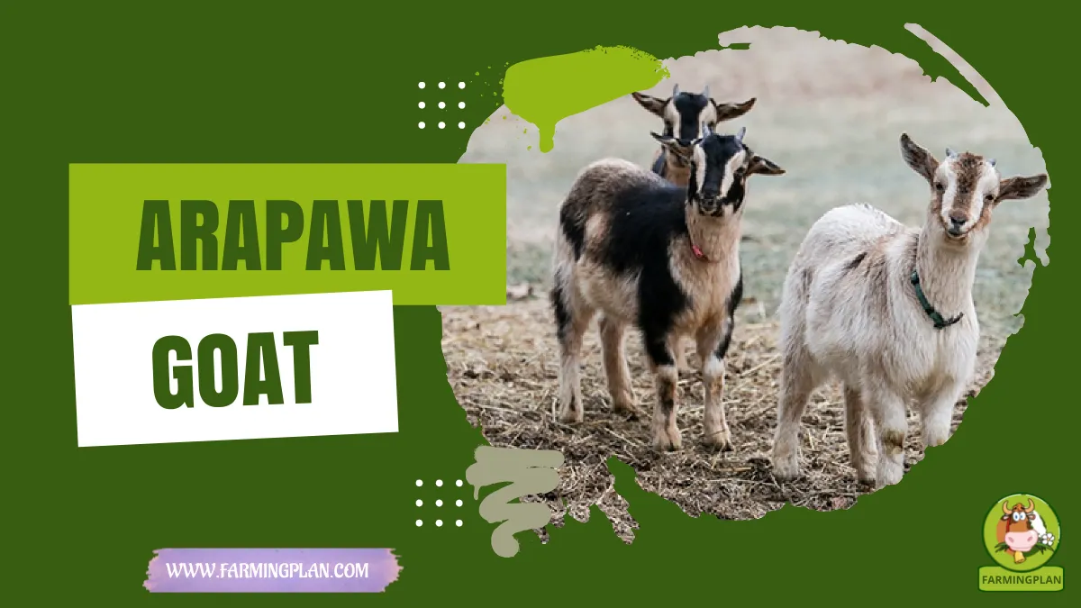 arapawa goat
