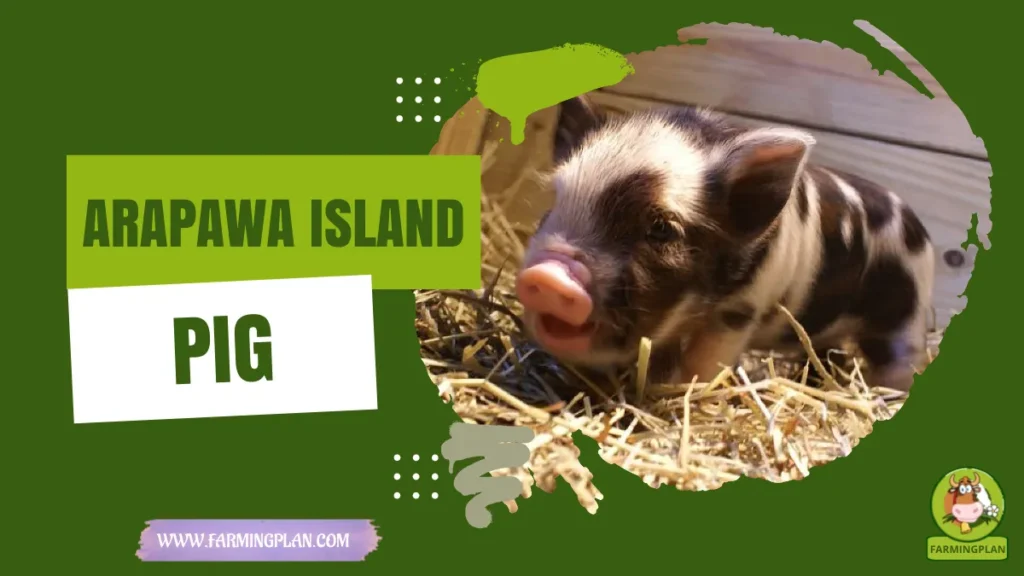 arapawa island pig