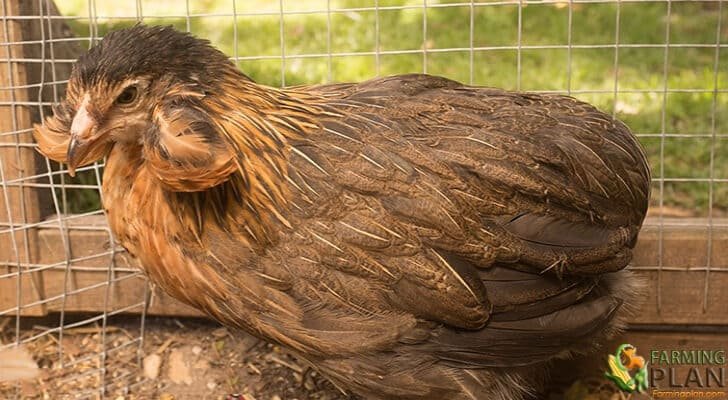 Araucana Chicken