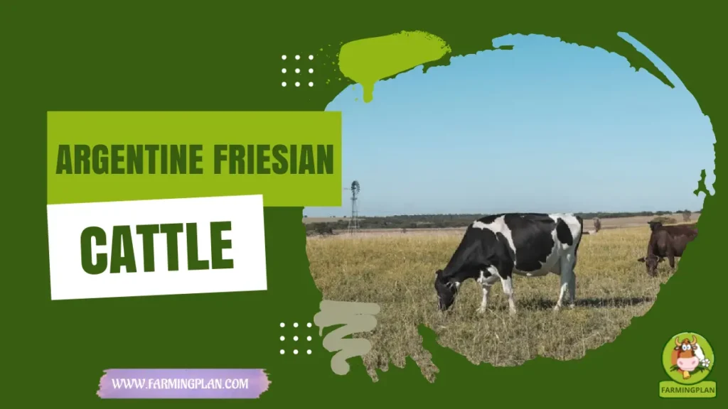argentine friesian cattle
