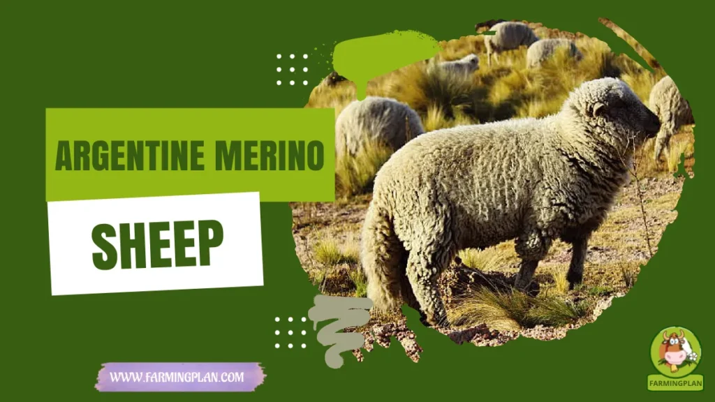 Argentine Merino Sheep