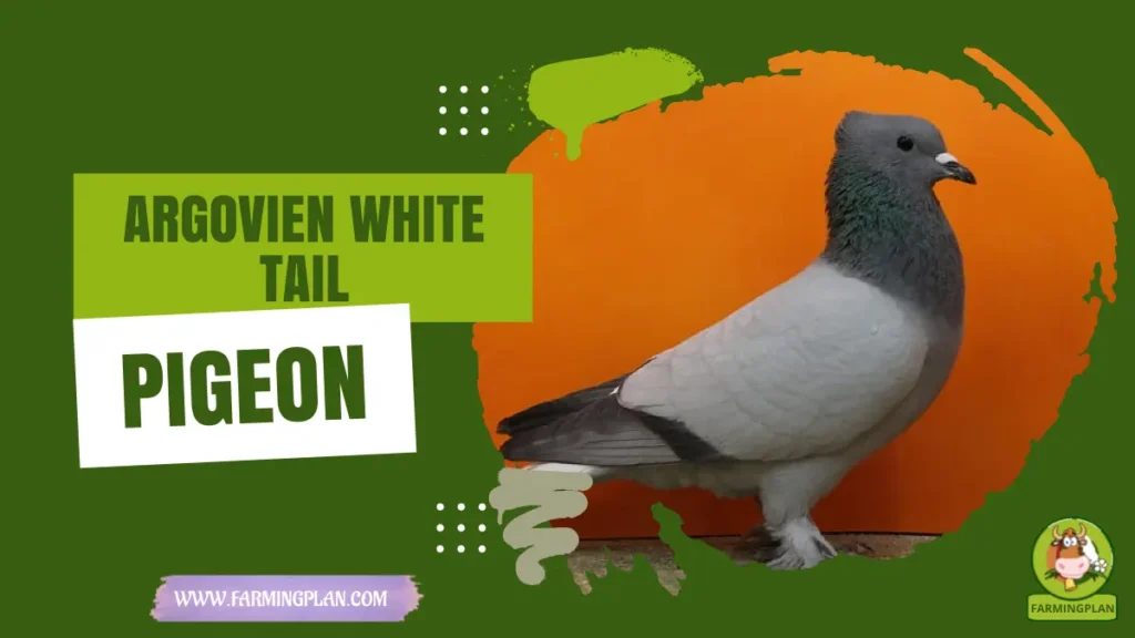 Argovien White-tail Pigeon