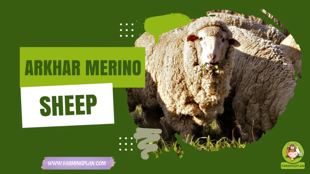 arkhar merino sheep