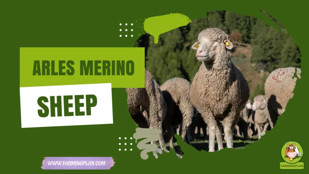 arles merino sheep