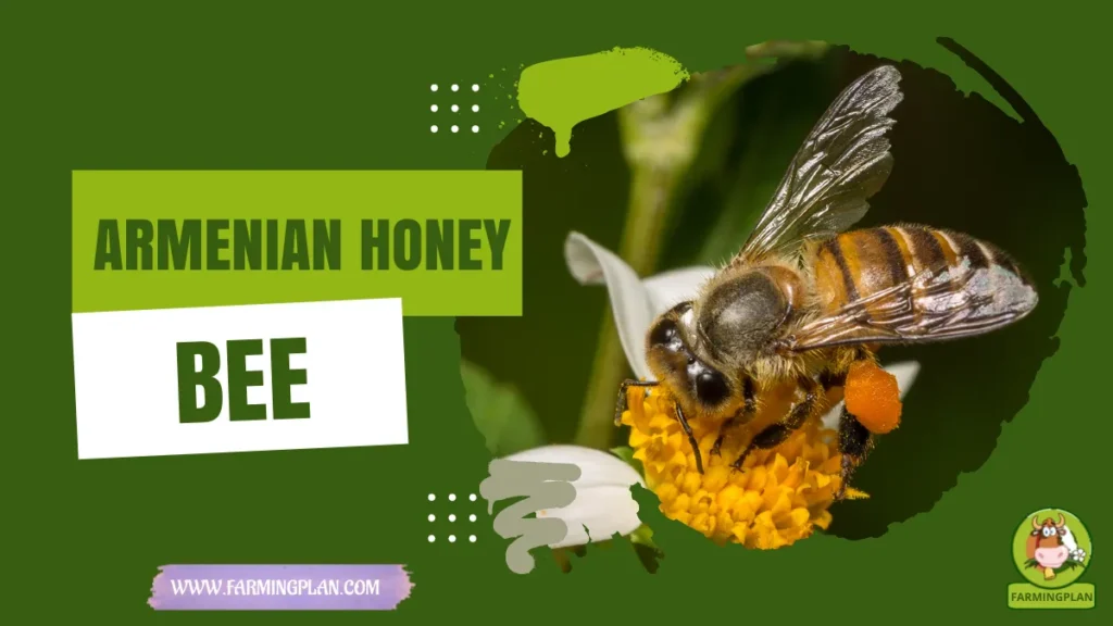 armenian honey bee