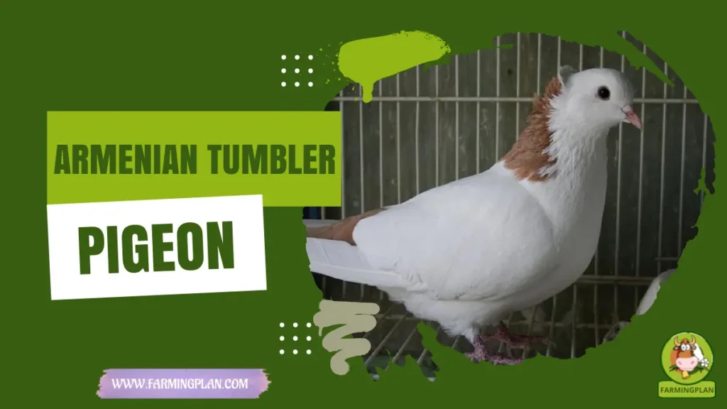 Armenian Tumbler Pigeon