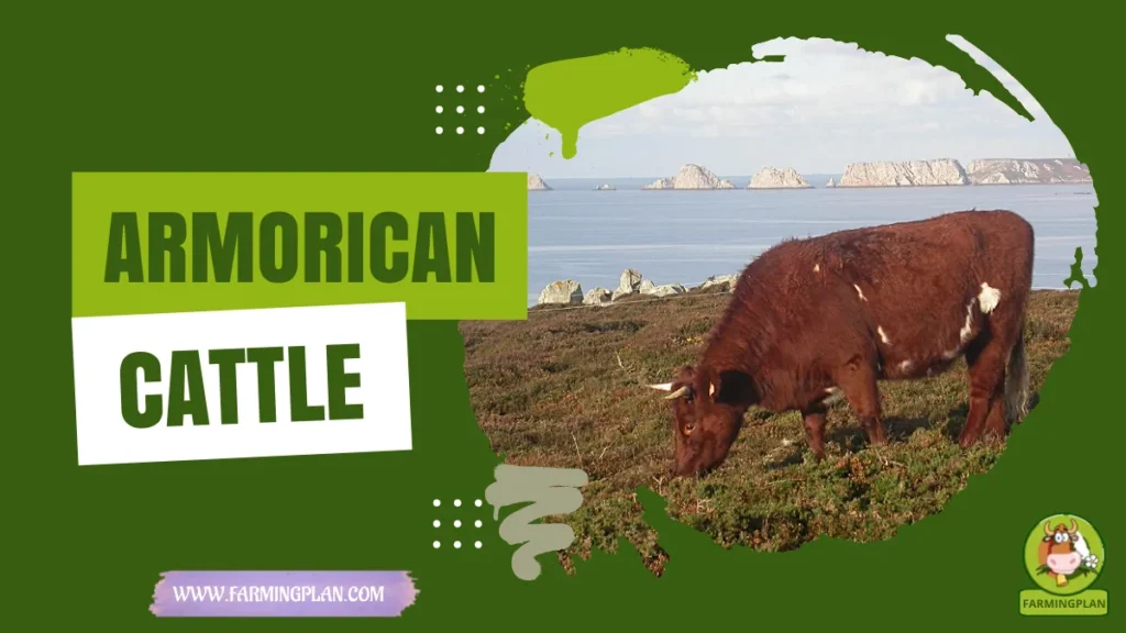 armorican cattle