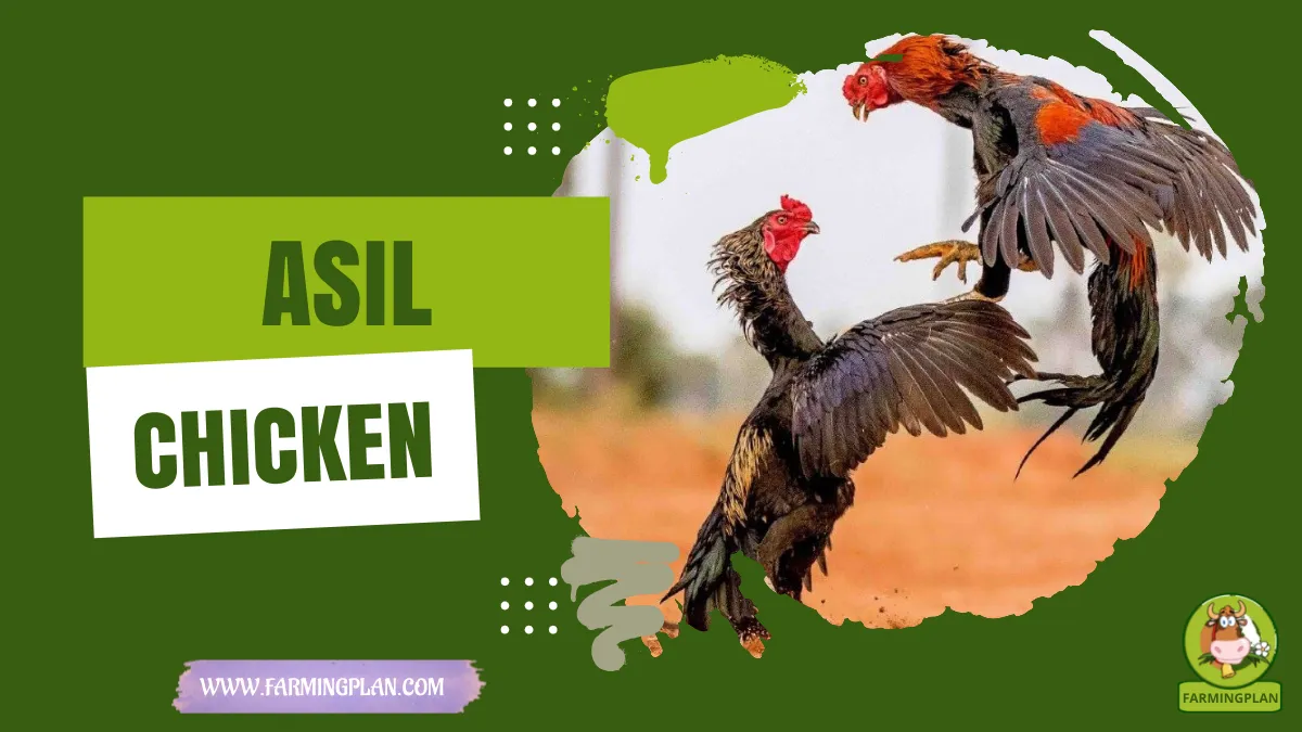 asil chicken
