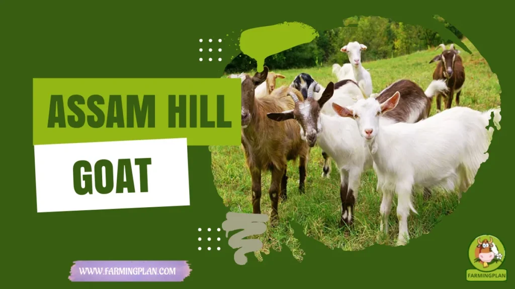assam hill goat