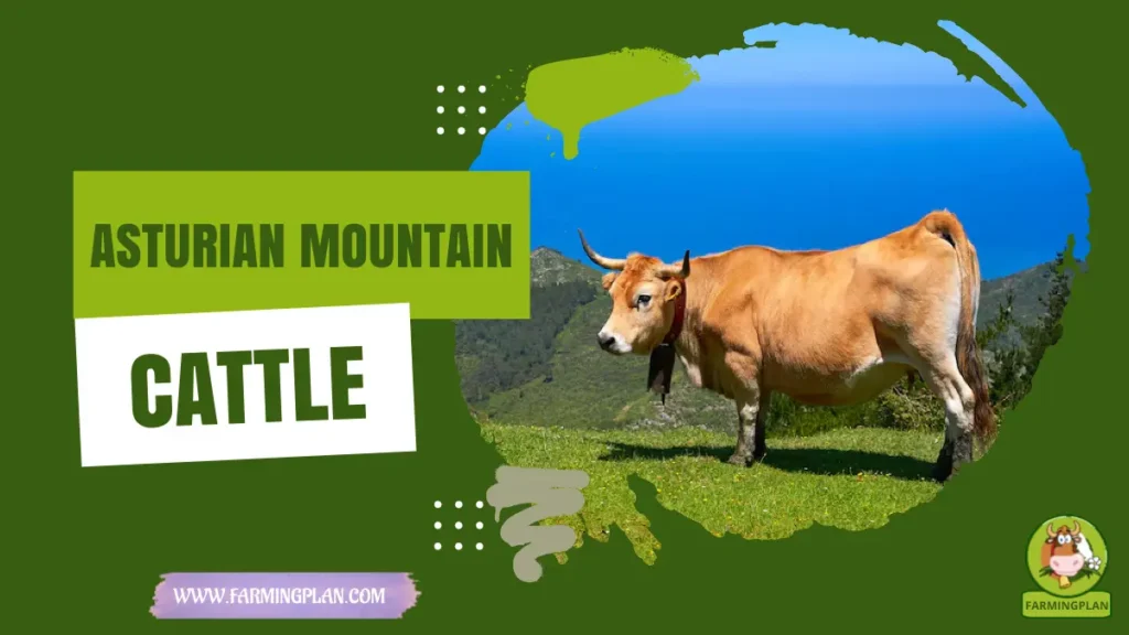 asturian mountain cattle
