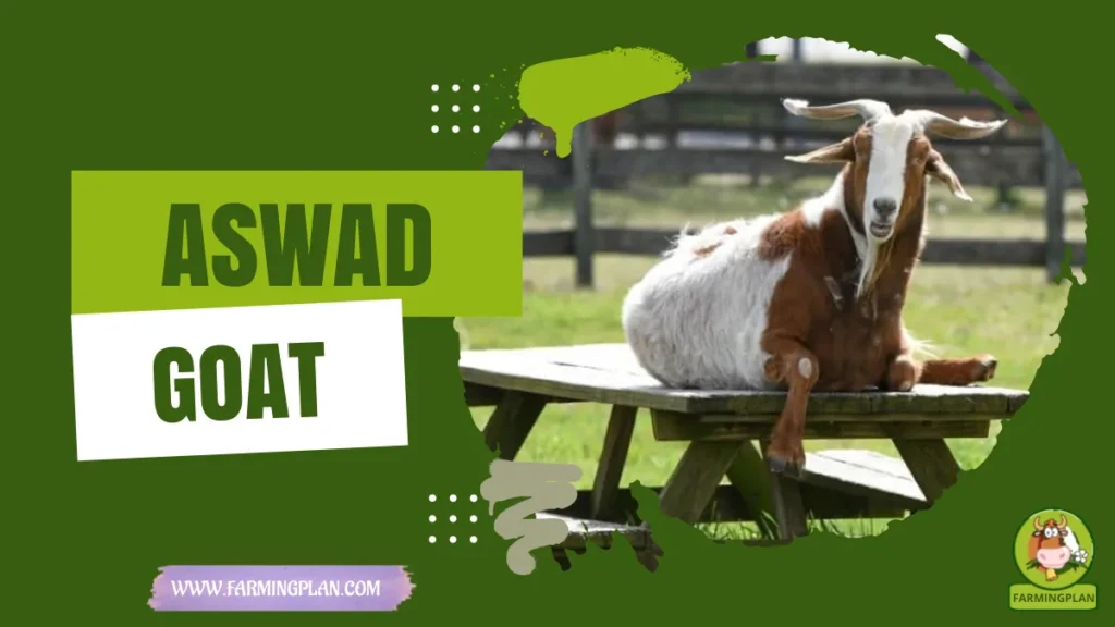 aswad goat