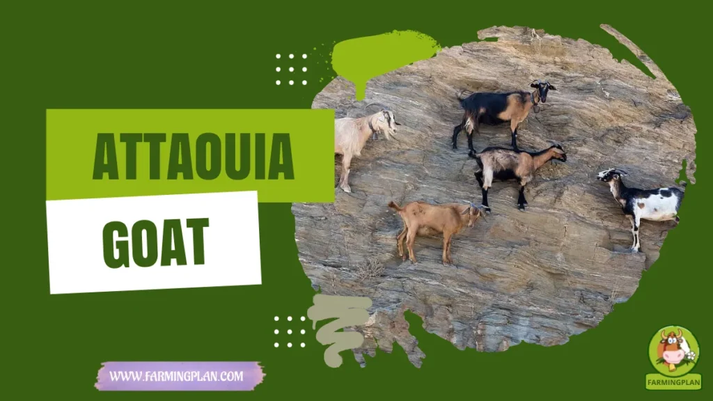 attaouia goat