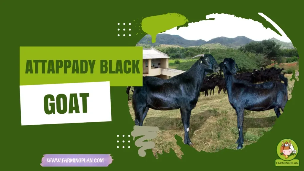 Attappady Black Goat