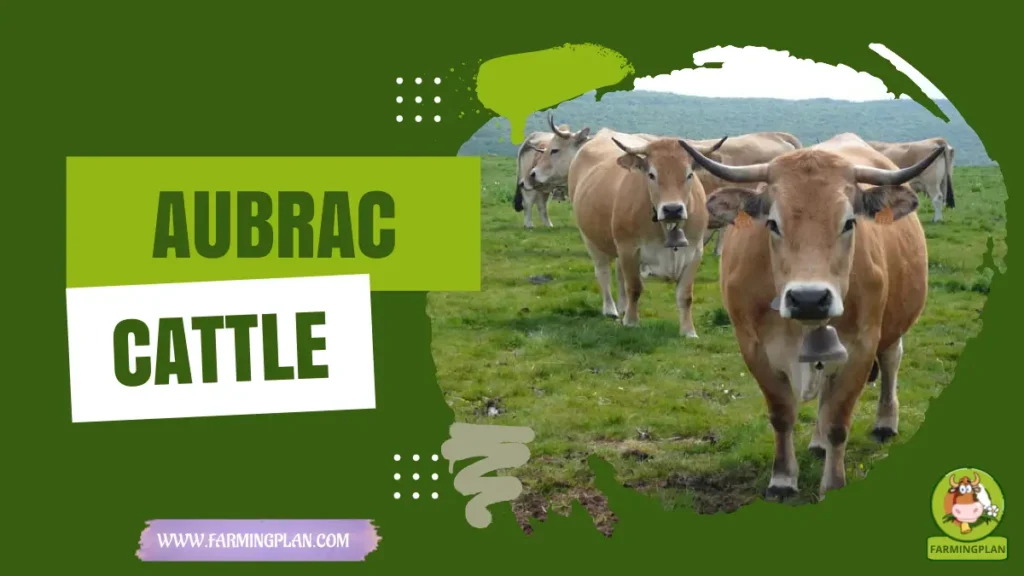 aubrac cattle