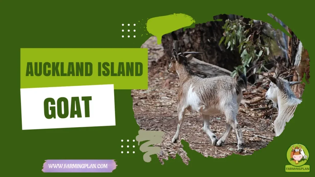 Auckland Island Goat