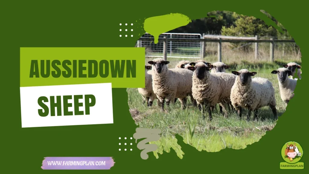 aussiedown sheep
