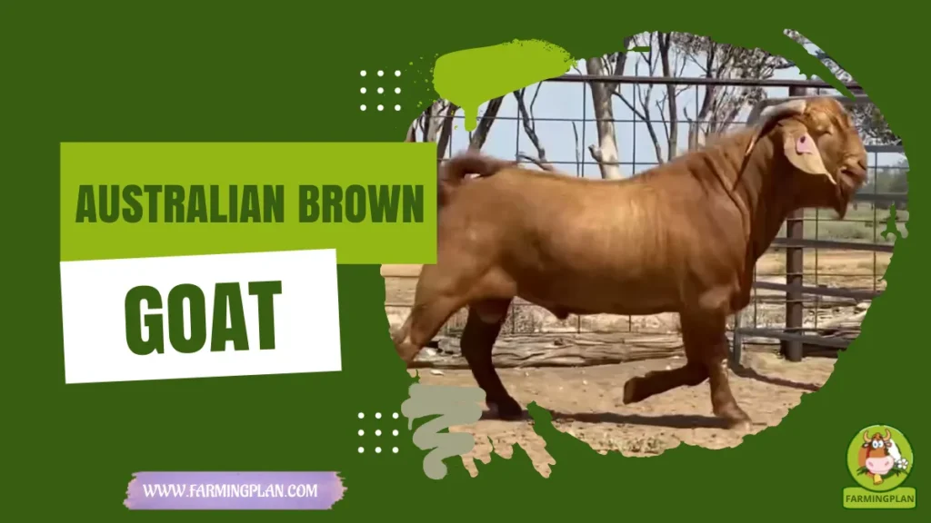 australian brown goat