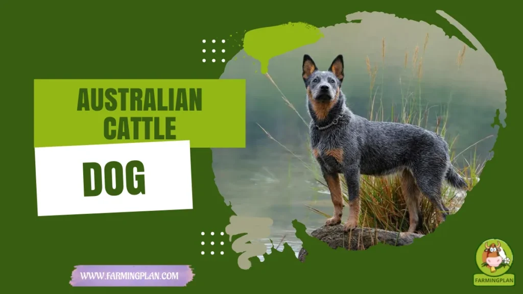 australian cattle dog