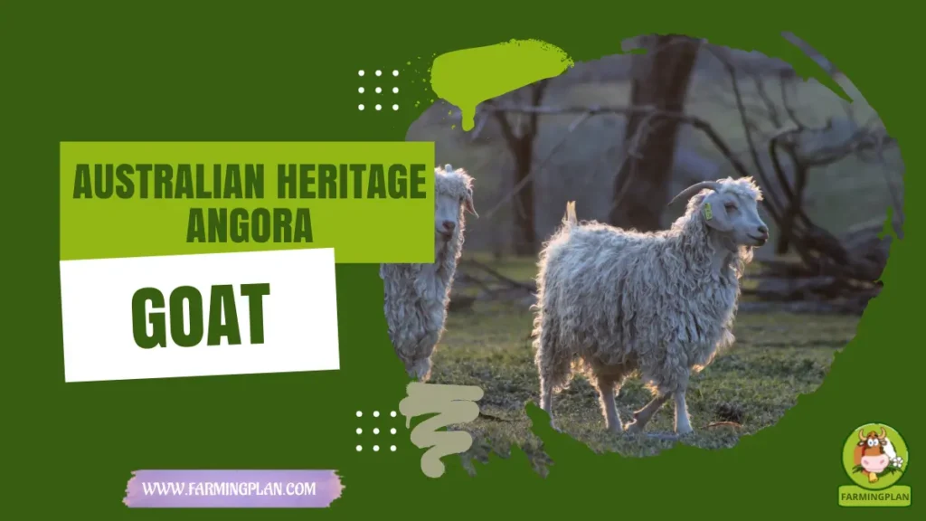 australian heritage angora goat