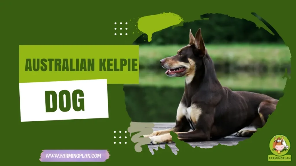 australian kelpie dog